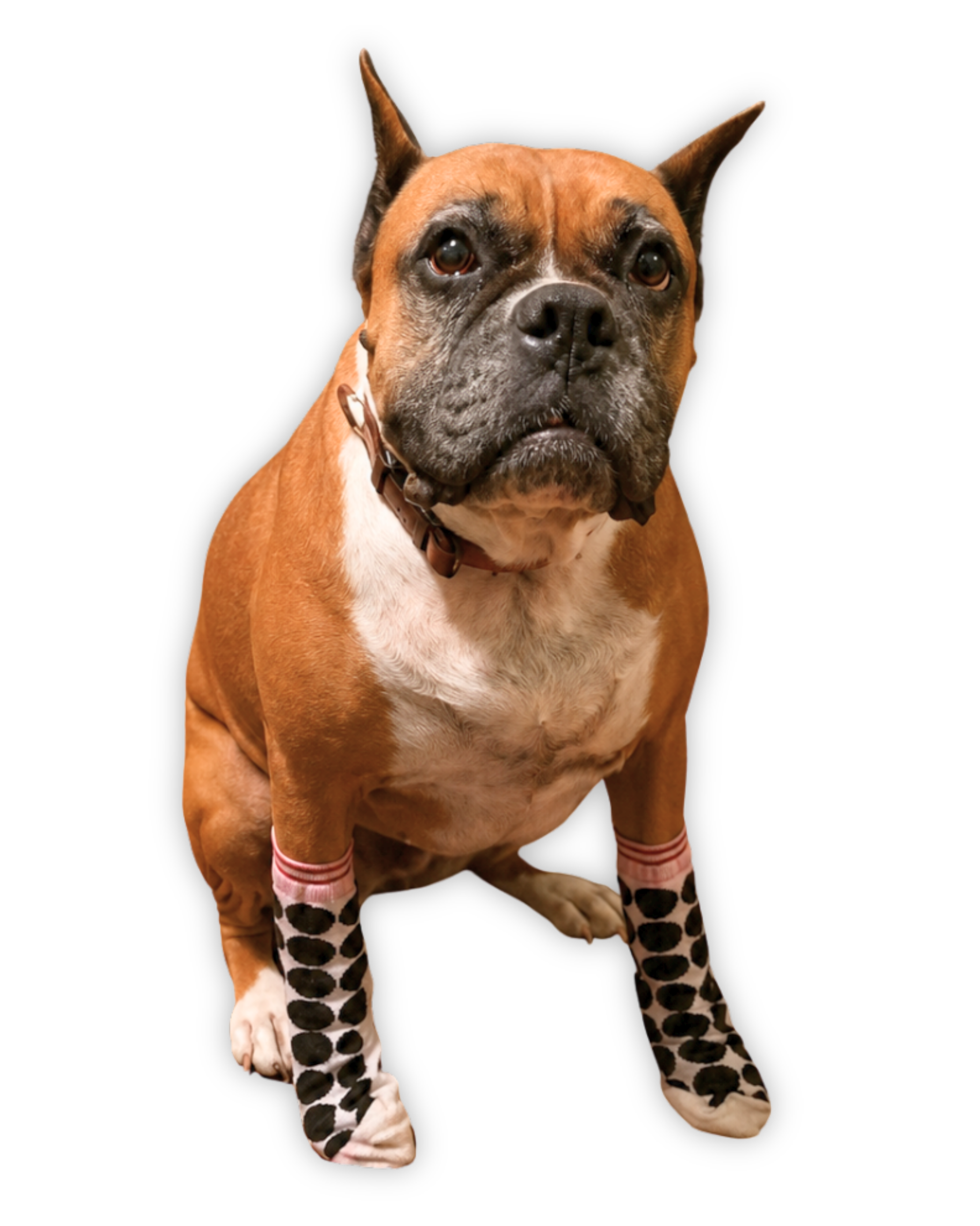 Daisy wearing her colorful socks